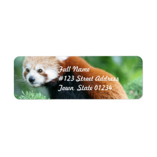 Curieux Étiquettes de messagerie Red Panda