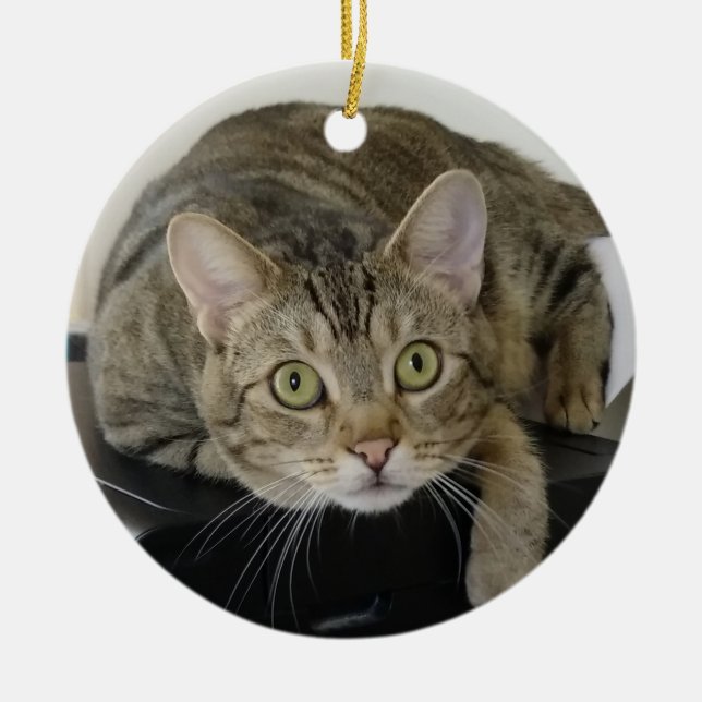 Curieux ornement de chat Tabby (Devant)