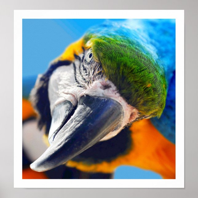 Curieux Poster couleur Macaw (Devant)