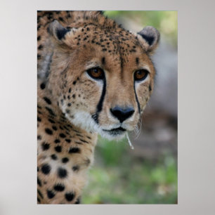 Curieux Poster de Cheetah