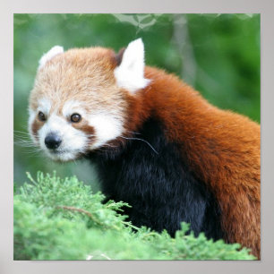 Curieux Poster de Panda Rouge