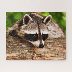 Curieux Raccoon, Jigsaw Puzzle