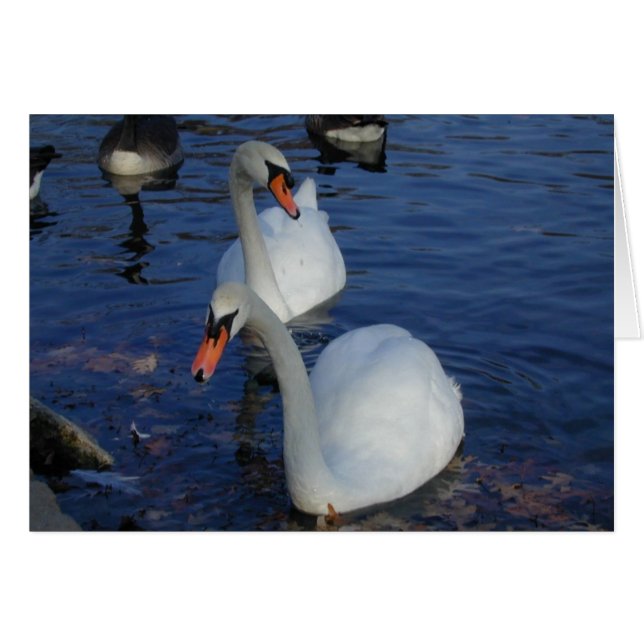 Curieux Swan card (Devant horizontal)