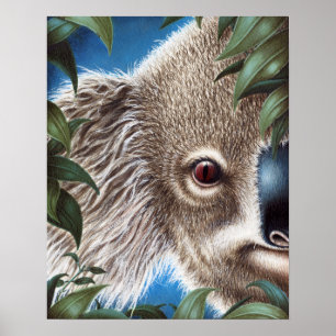 Curios Koala Poster