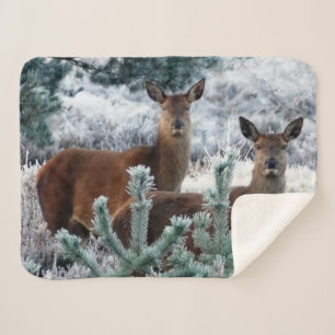 curiosity deer blanket