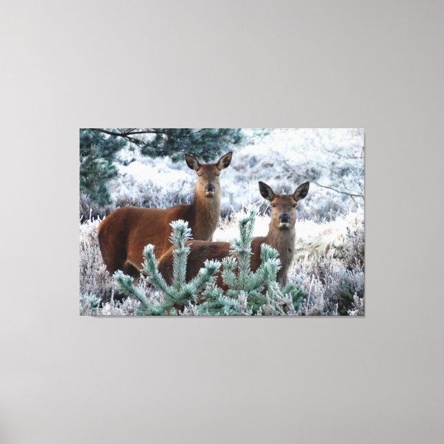 curiosity deer wrapped canvas (Front)