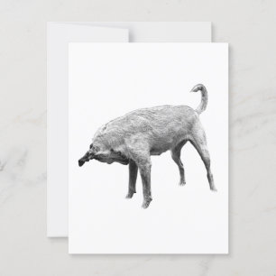 Curiosity, In Black & White Postcard