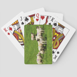 Curiosity Playing Cards