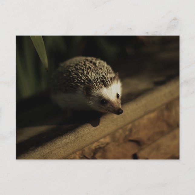 Curiosity postcard (Front)