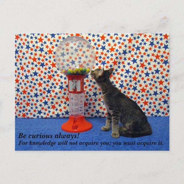 Curiosity - Starring Kori the Rescue Kitty Postcard (Front)