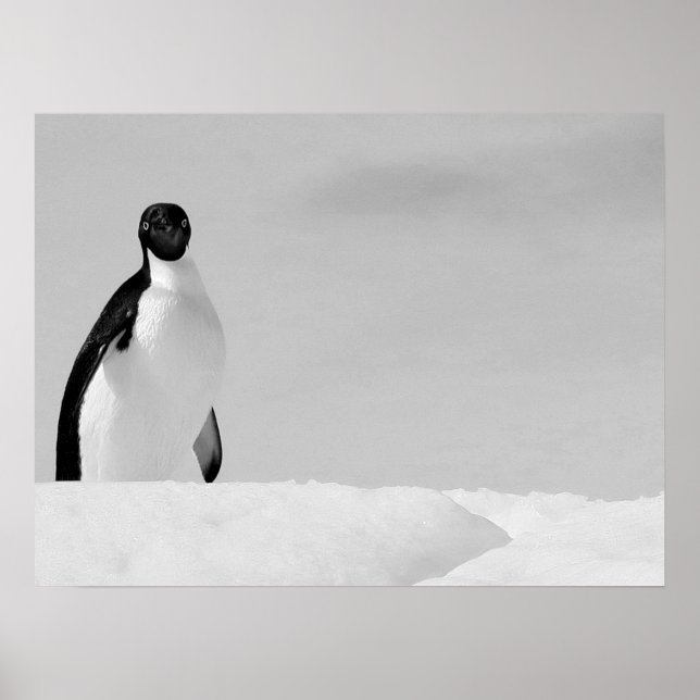 Curious Adelie Penguin Standing on Antarctic Snow Poster (Front)