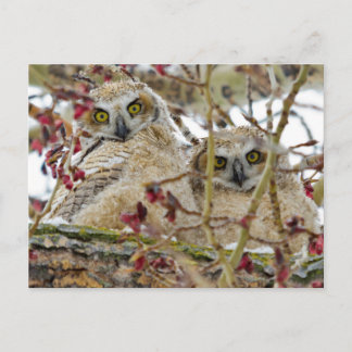 Curious Adorable Owlets Postcard