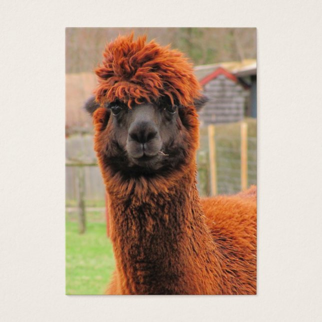 Curious Alpaca ~ ATC (Front)