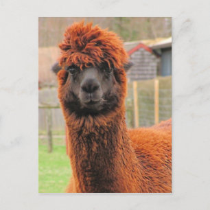 Curious Alpaca calendar ~ postcard