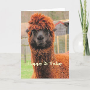 Curious Alpaca ~ card