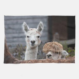 Curious Alpacas Funny Animals Kitchen Towel