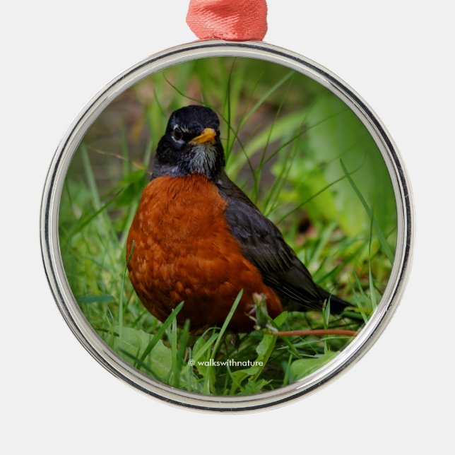 Curious American Robin in the Grass Metal Ornament (Front)