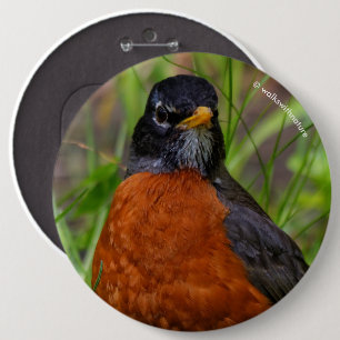 Curious American Robin Songbird in the Grass 6 Inch Round Button