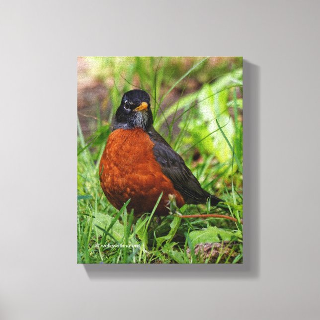 Curious American Robin Songbird in the Grass Canvas Print (Front)