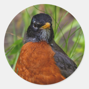 Curious American Robin Songbird in the Grass Classic Round Sticker