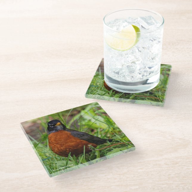 Curious American Robin Songbird in the Grass Glass Coaster (Angled)