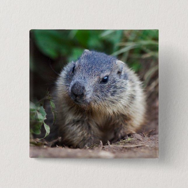 Curious Baby Marmot Badge 2 Inch Square Button (Front)