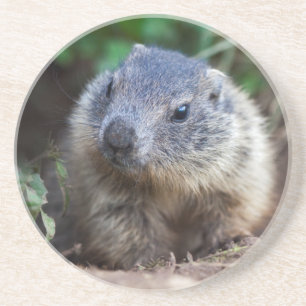 Curious Baby Marmot Coaster