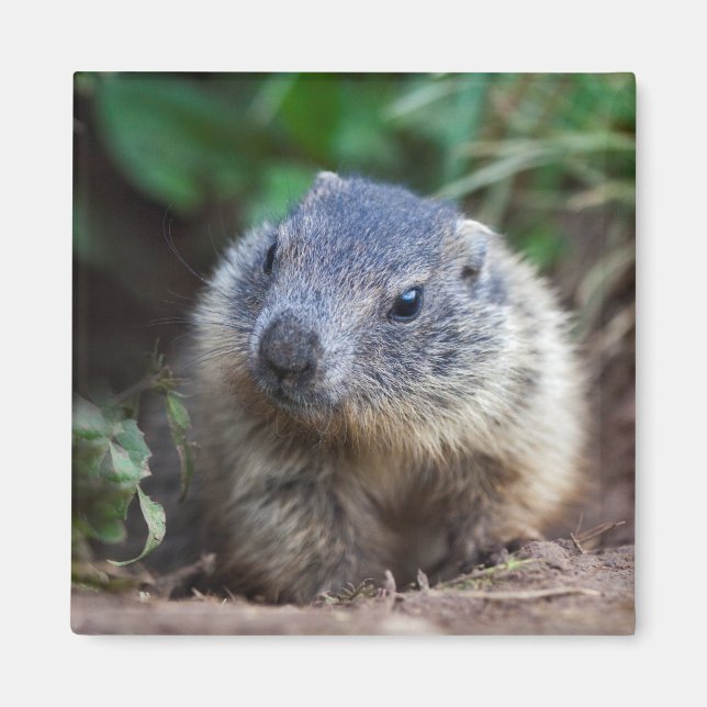 Curious Baby Marmot Magnet (Front)