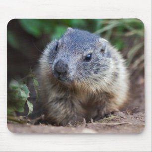 Curious Baby Marmot Mousemat Mouse Pad