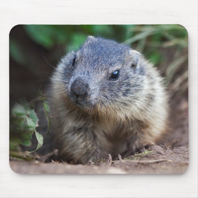 Curious Baby Marmot Mousemat Mouse Pad (Front)