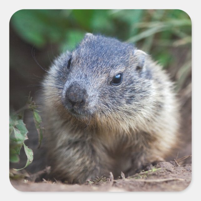 Curious Baby Marmot Stickers (Front)