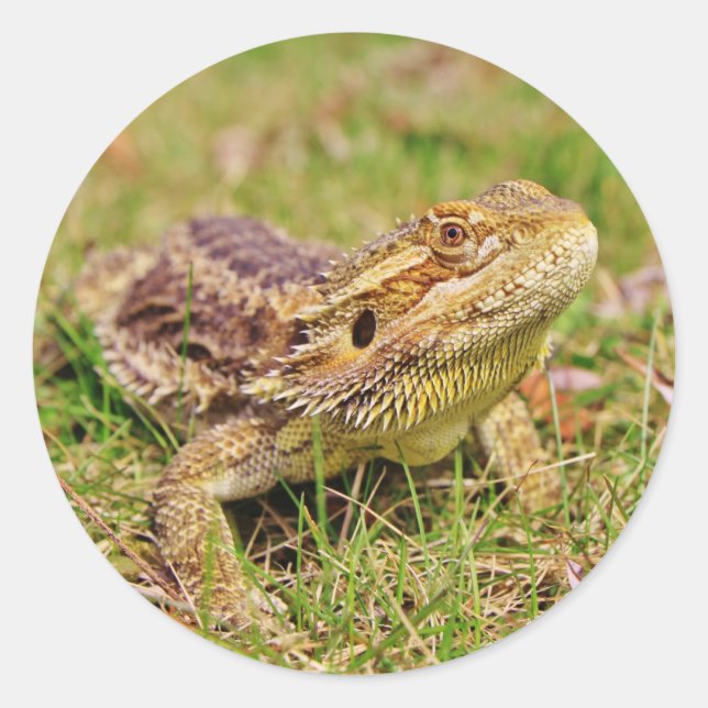 Curious Bearded Dragon 2 Classic Round Sticker (Front)