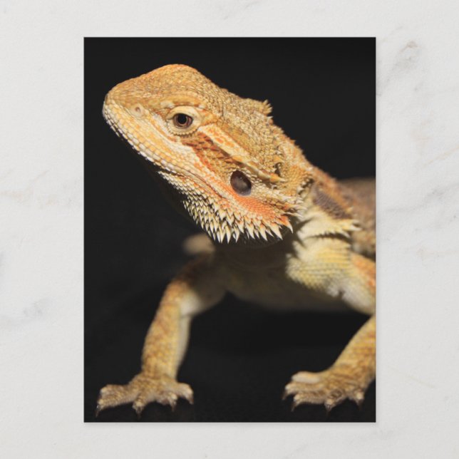 Curious Bearded Dragon 3 Postcard (Front)