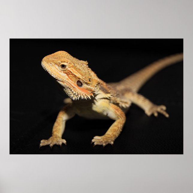 Curious Bearded Dragon 3 Poster (Front)