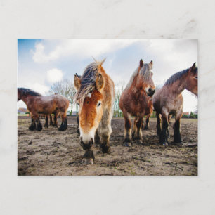 Curious Belgian Draught Horses From Below Postcard