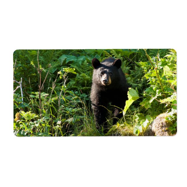 Curious Black Bear (Front)