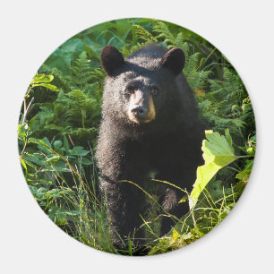 Curious Black Bear Magnet