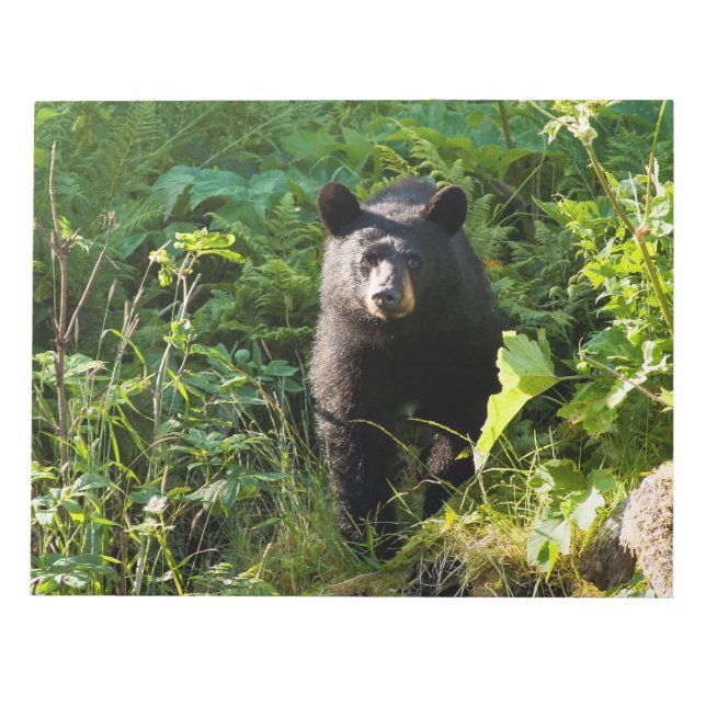 Curious Black Bear Notepad (Front)