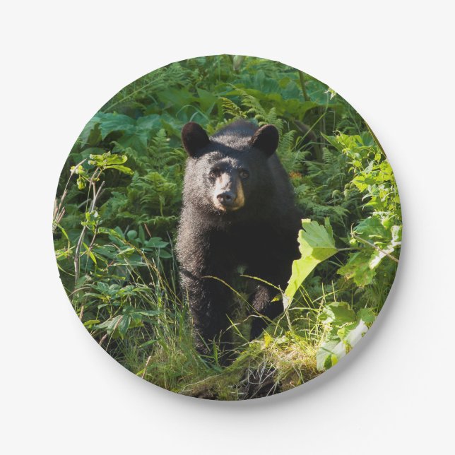 Curious Black Bear Paper Plate (Front)