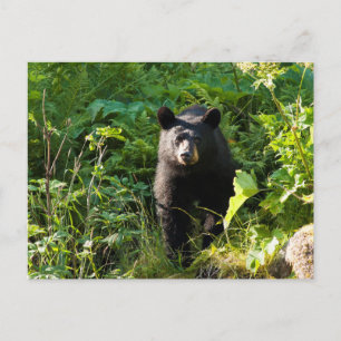 Curious Black Bear Postcard
