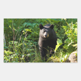 Curious Black Bear Sticker
