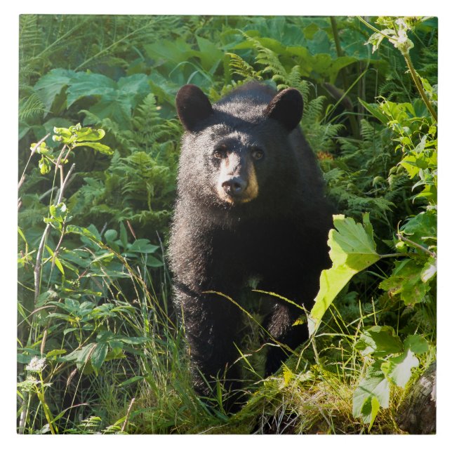 Curious Black Bear Tile (Front)