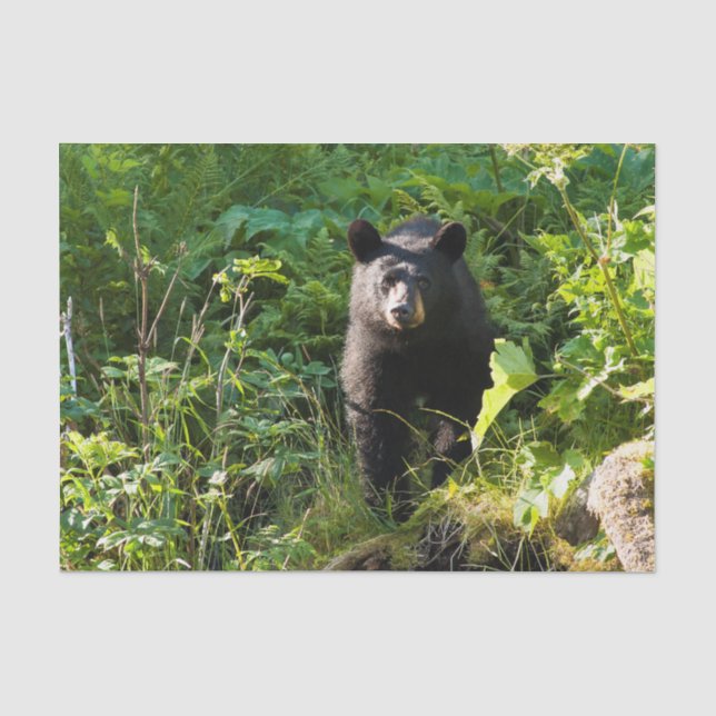 Curious Black Bear Tissue Paper (Front)