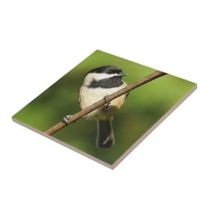 Curious Black-Capped Chickadee on the Grapevine Tile