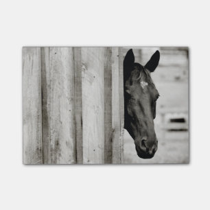 Curious Black Horse Post-it Notes