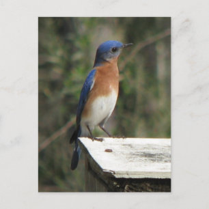 Curious Bluebird Postcard