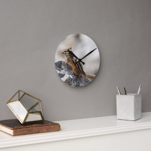 Curious Brown Chipmunk in Alberta Round Clock