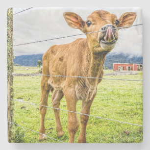 Curious Calf Stone Coasters