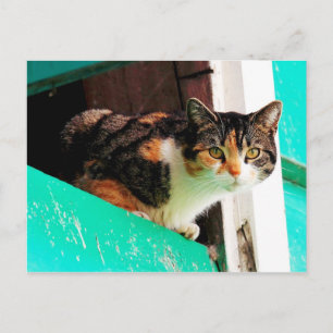 Curious Calico Cat on aquamarine ledge Postcard