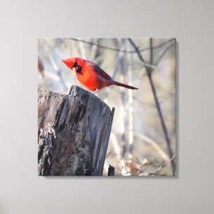 Curious Cardinal Canvas Print